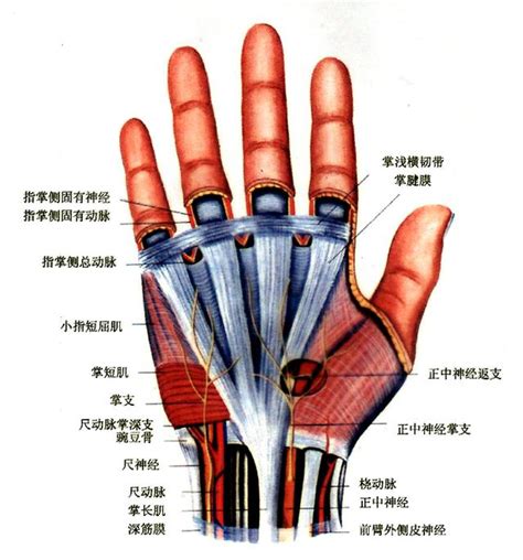 指根|手掌中指根部关节疼痛